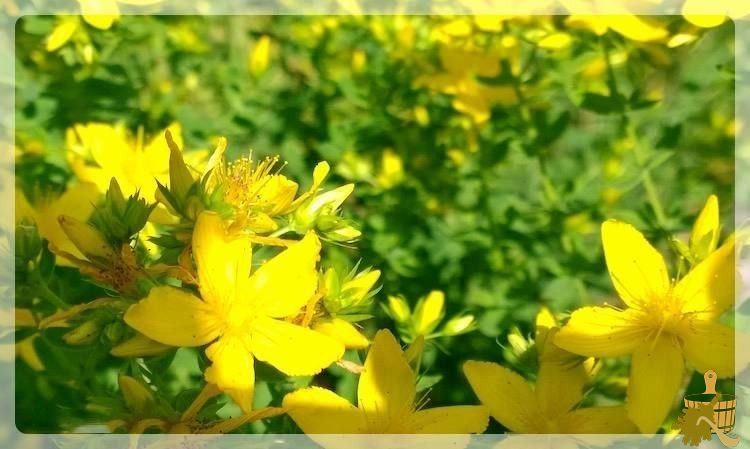 Ароматы для бани (аромат, баня) Зверобой