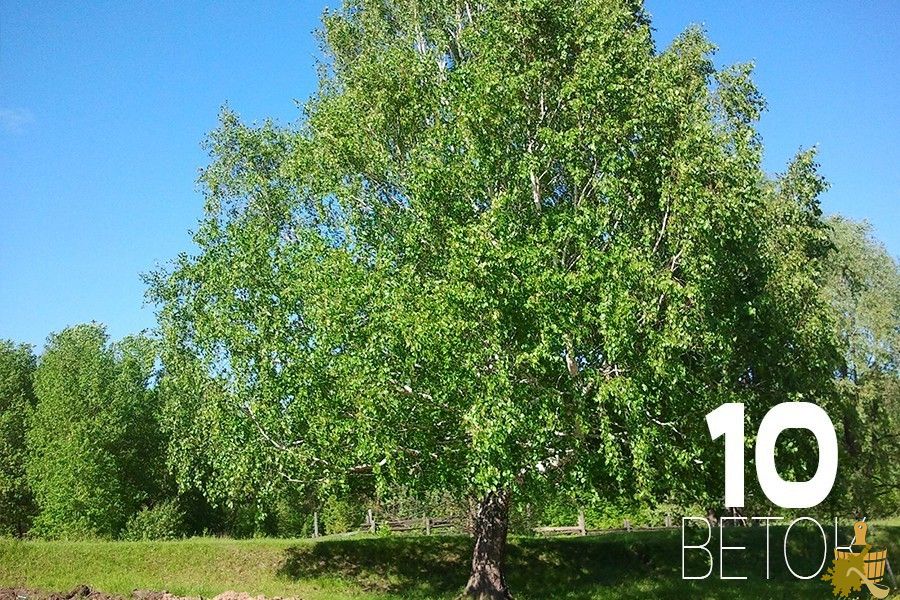 Березовый веник для бани: особенности заготовки, сушки и способы распаривания (березовый, веник, бани, особенности, заготовки, сушки) Березовый веник для бани: особенности заготовки, сушки и способы распаривания