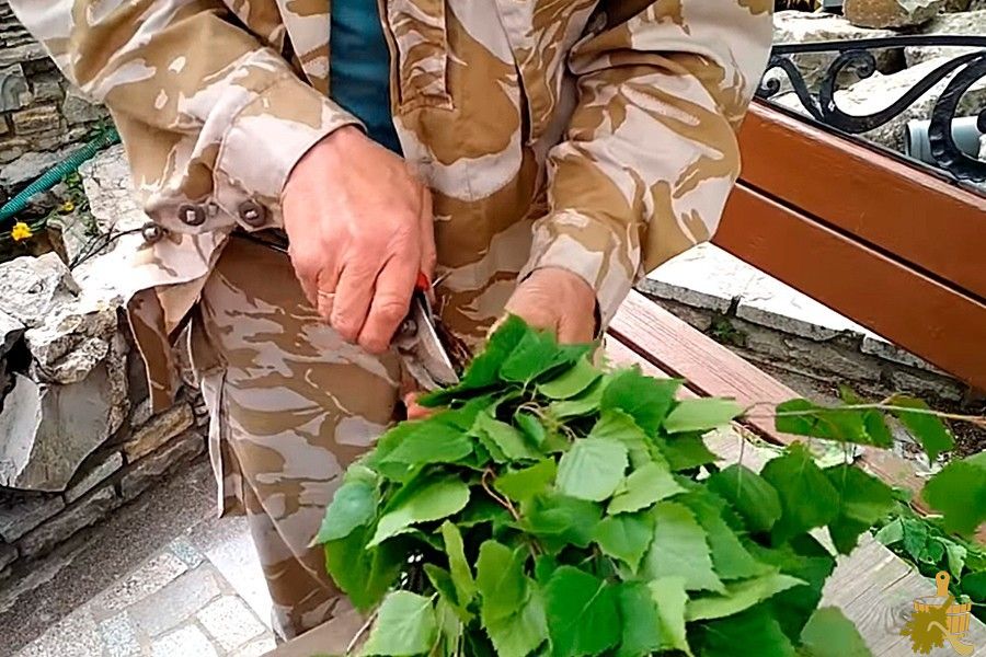 Березовый веник для бани: особенности заготовки, сушки и способы распаривания (березовый, веник, бани, особенности, заготовки, сушки) Березовый веник для бани: особенности заготовки, сушки и способы распаривания