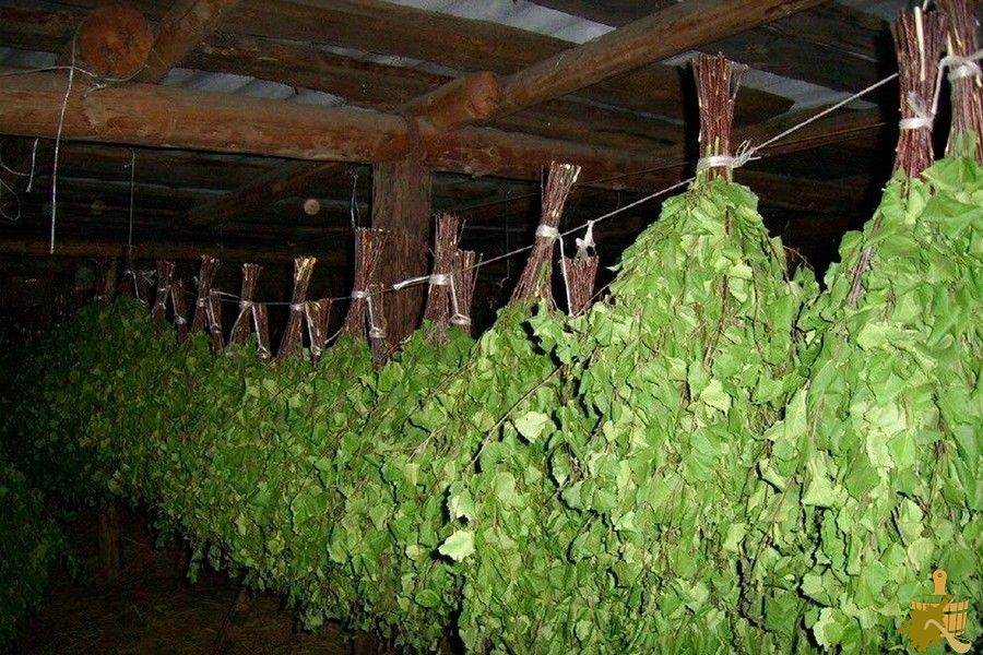Березовый веник для бани: особенности заготовки, сушки и способы распаривания (березовый, веник, бани, особенности, заготовки, сушки) Березовый веник для бани: особенности заготовки, сушки и способы распаривания
