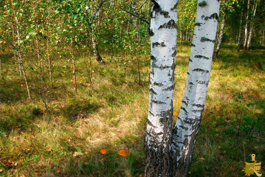 Березовый веник для бани: особенности заготовки, сушки и способы распаривания (березовый, веник, бани, особенности, заготовки, сушки) Березовый веник для бани: особенности заготовки, сушки и способы распаривания
