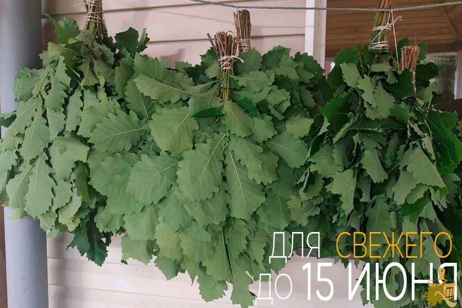 Дубовый веник для бани: все от заготовки до тонкостей запаривания