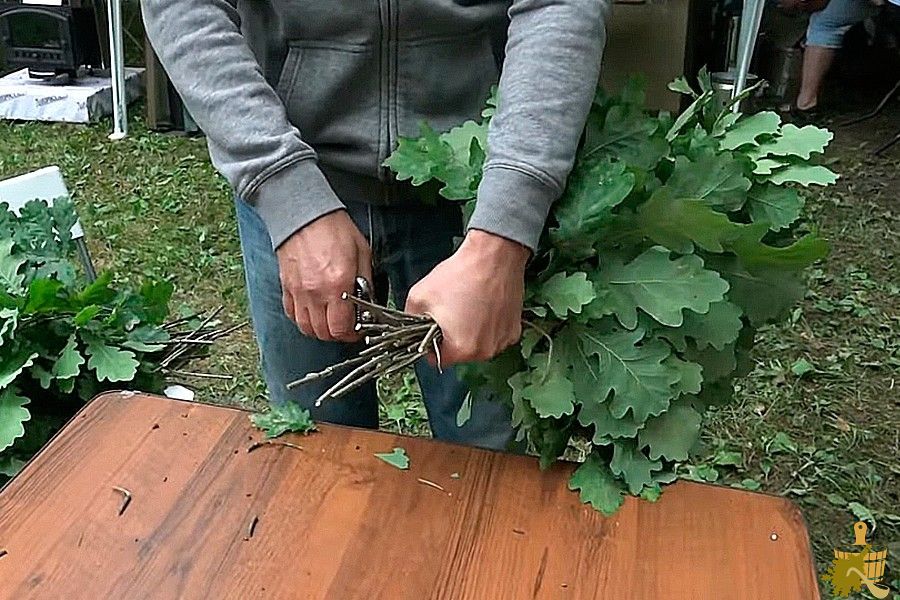 Дубовый веник для бани: все от заготовки до тонкостей запаривания