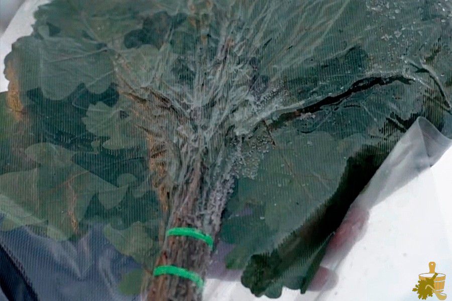 Дубовый веник для бани: все от заготовки до тонкостей запаривания