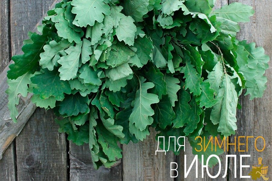 Дубовый веник для бани: все от заготовки до тонкостей запаривания