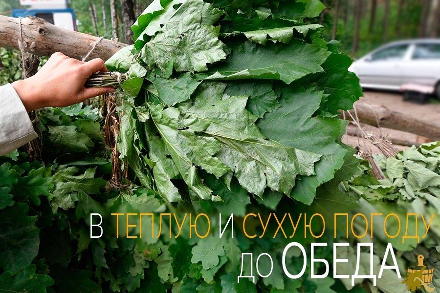Дубовый веник для бани: все от заготовки до тонкостей запаривания