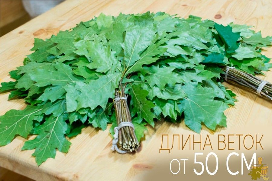 Дубовый веник для бани: все от заготовки до тонкостей запаривания