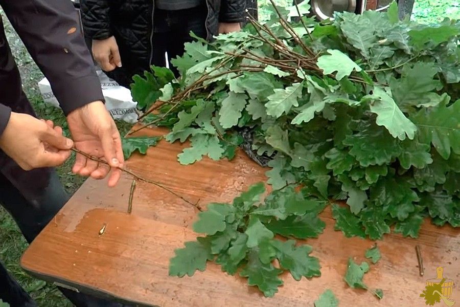Дубовый веник для бани: все от заготовки до тонкостей запаривания