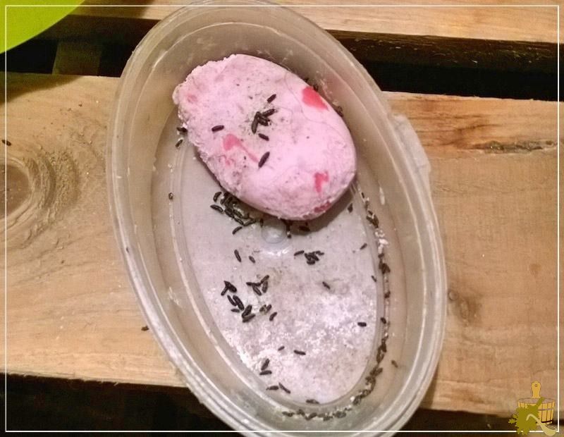Как избавиться от крыс и мышей в бане (избавиться, крыса, мышь, баня) мыло в баночке
