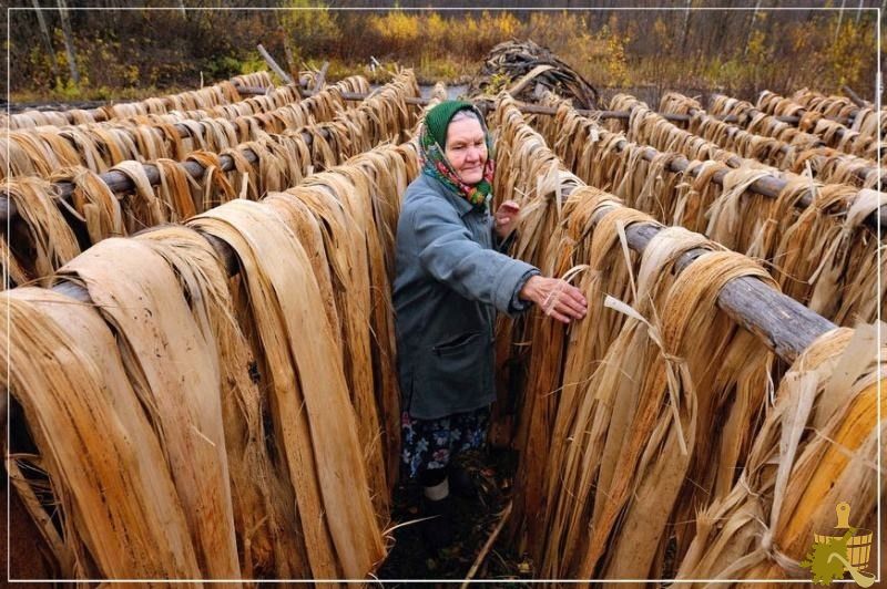 лыко сушится