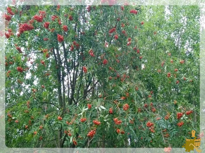В лесу