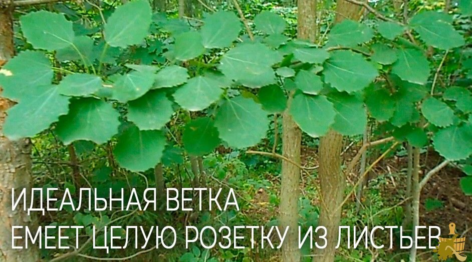 Осиновый веник для бани — не только от нечисти (осиновый, веник, бани, только) Осиновый веник для бани — не только от нечисти