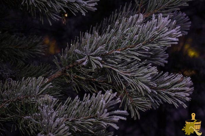 Знакомьтесь – замороженные веники для бани (знакомиться, заморозить, веник, баня) Знакомьтесь – замороженные веники для бани