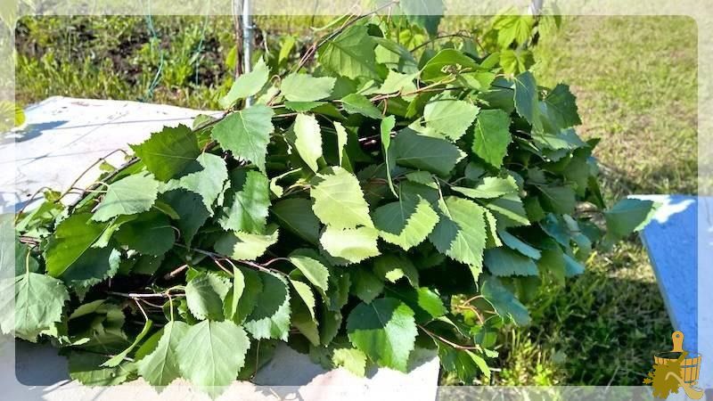 Знакомьтесь – замороженные веники для бани (знакомиться, заморозить, веник, баня) свежие берёзовые ветки