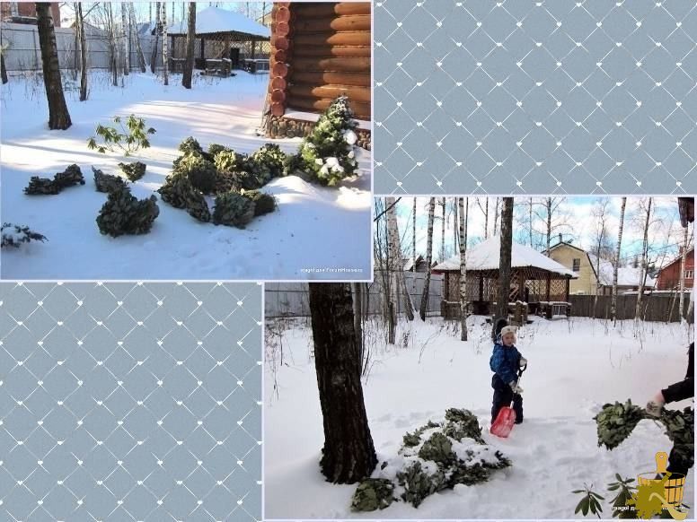 Знакомьтесь – замороженные веники для бани (знакомиться, заморозить, веник, баня) Знакомьтесь - замороженные веники для бани