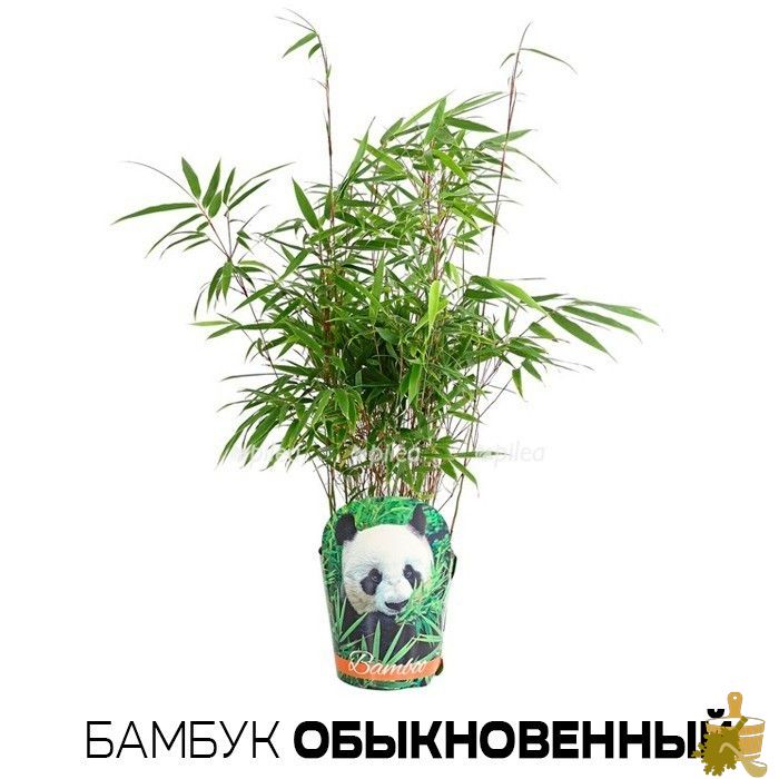 Бамбуковый веник для бани: совмещаем традиции