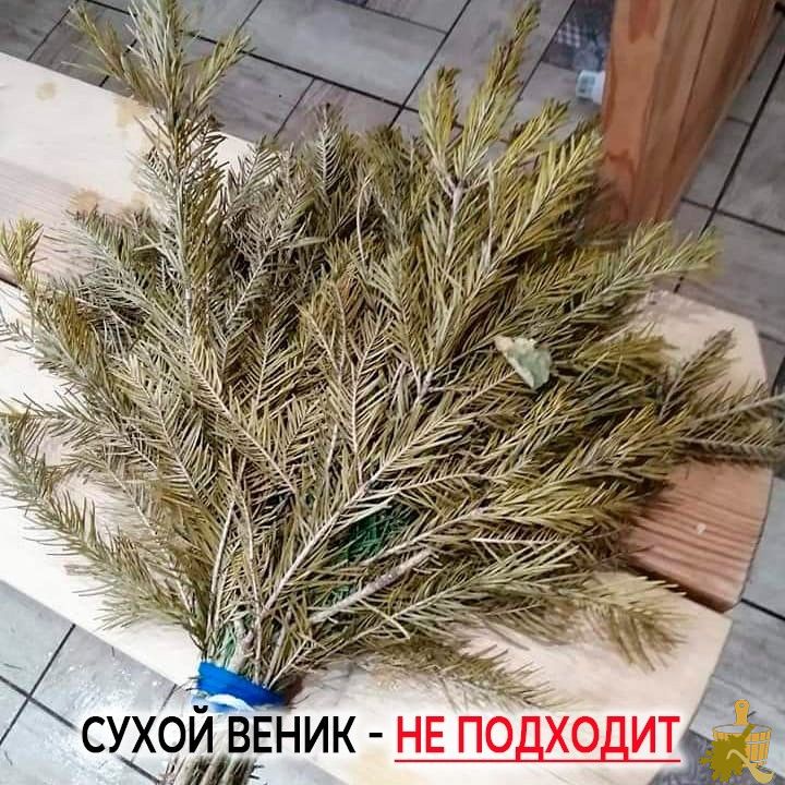 Еловый веник для бани — как заготовить, правильно распарить и использовать (еловый, веник, бани, правильно, распарить, использовать) Еловый веник для бани — как заготовить, правильно распарить и использовать