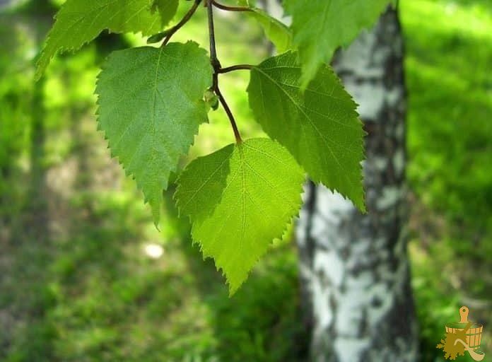 Когда и как заготавливать берёзовые веники для бани