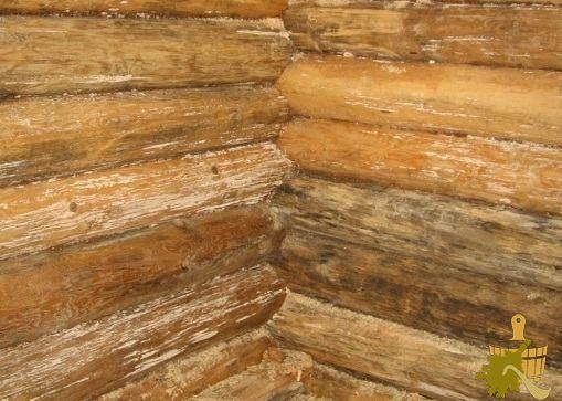Как бороться с грибком в бане