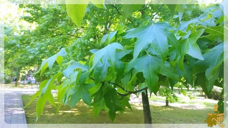 Широколистный клён