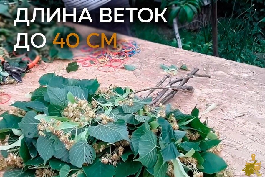 Когда заготавливать веники для бани: лучшие месяцы для разных видов веников (заготавливать, веники, бани, разных) Когда заготавливать веники для бани: лучшие месяцы для разных видов веников