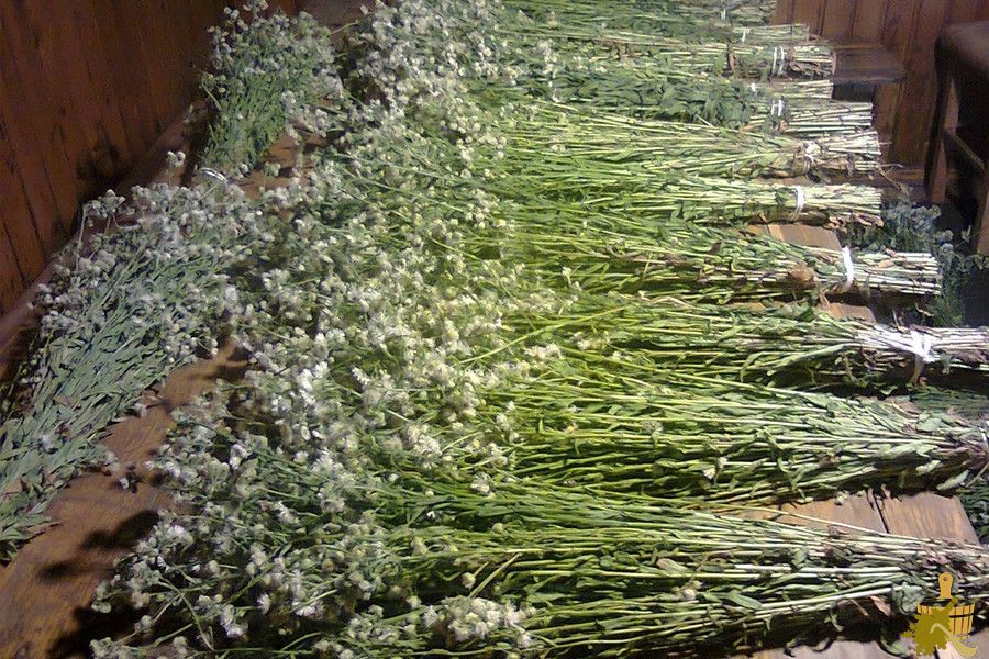 Когда заготавливать веники для бани: лучшие месяцы для разных видов веников (заготавливать, веники, бани, разных) Когда заготавливать веники для бани: лучшие месяцы для разных видов веников