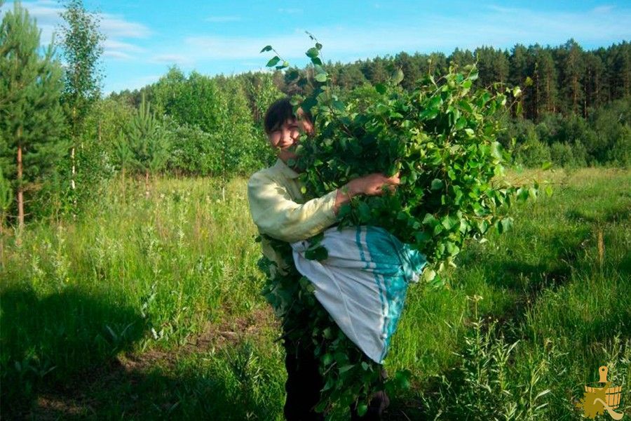Когда заготавливать веники для бани: лучшие месяцы для разных видов веников (заготавливать, веники, бани, разных) Когда заготавливать веники для бани: лучшие месяцы для разных видов веников