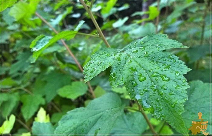 Когда заготавливать веники для бани (заготавливать, веник, баня) мокрый лист
