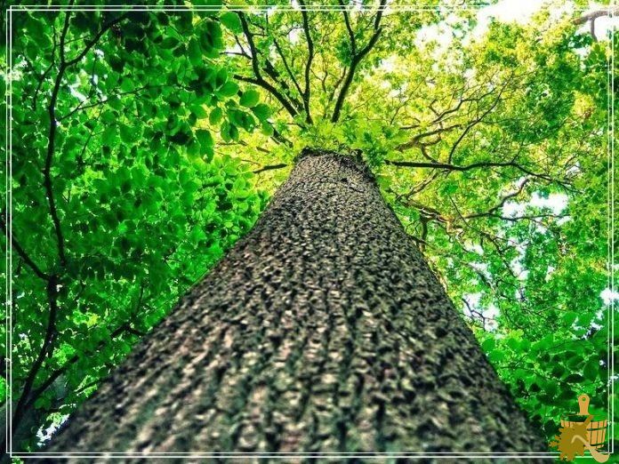 Какую древесину выбрать для строительства бани (какой, древесина, выбрать, строительство) Какую древесину выбрать для строительства бани