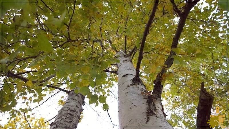 Какую древесину выбрать для строительства бани (какой, древесина, выбрать, строительство) берёза