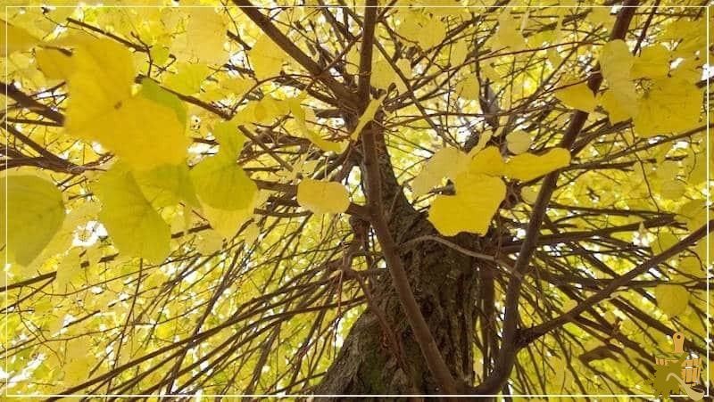 Какую древесину выбрать для строительства бани (какой, древесина, выбрать, строительство) липа