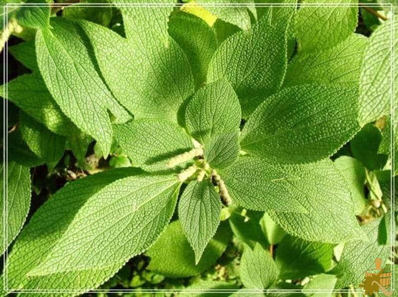 Мочалка из крапивы для бани (мочалка, крапива, баня) rami