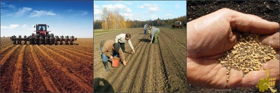 Веник сорго: главный в предбаннике (веник, сорго, предбаннике) Веник сорго: главный в предбаннике