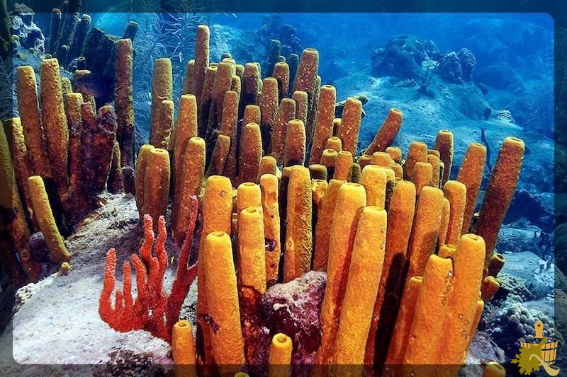 Мочалки из морских губок