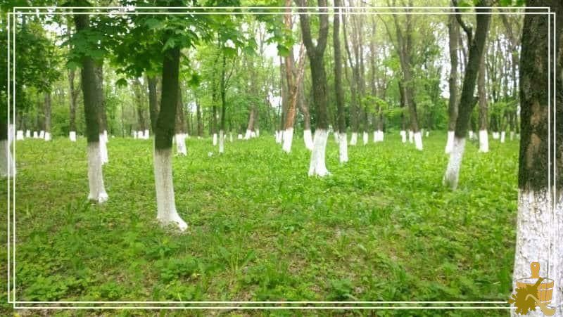 Можно ли топить печь в бане углём (можно, топить, печь, баня, уголь) сад