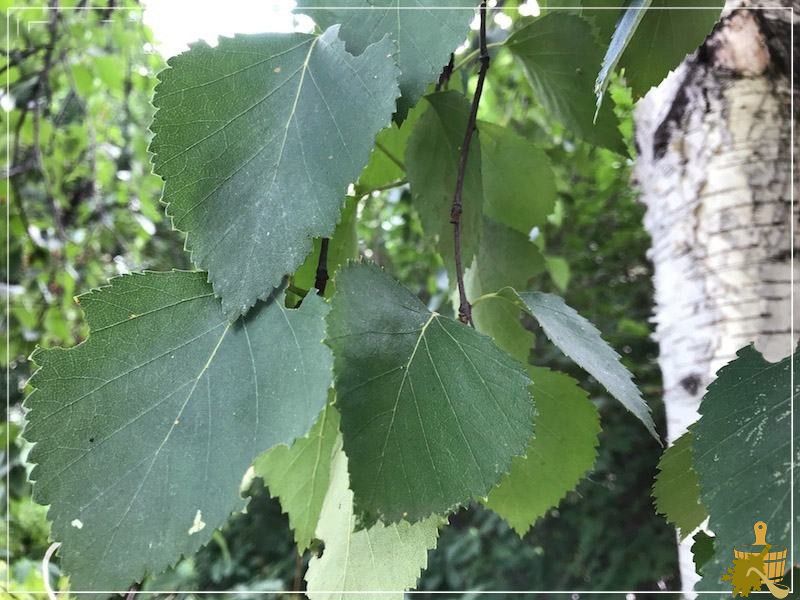 Свежие веники для бани: польза, достоинства и преимущества (свежий, веник, баня) берёзовые листья