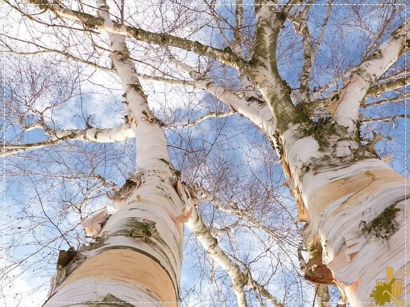 Вопросы и ответы на банную тему (вопрос, ответ, банный, тема) берёза