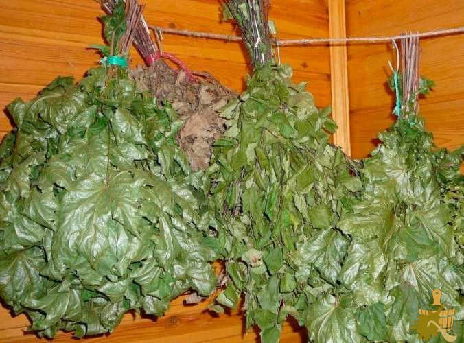 Кленовый веник для бани: нюансы заготовки и распаривания, польза и советы специалистов (кленовый, веник, бани, нюансы, заготовки) Кленовый веник для бани: нюансы заготовки и распаривания, польза и советы специалистов