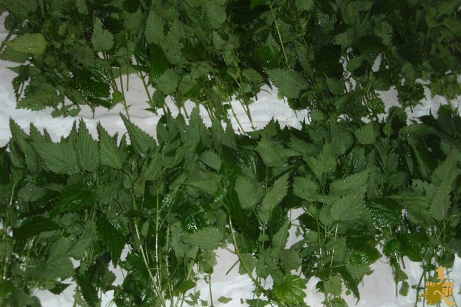 Крапивный веник для бани: не так страшно, как кажется