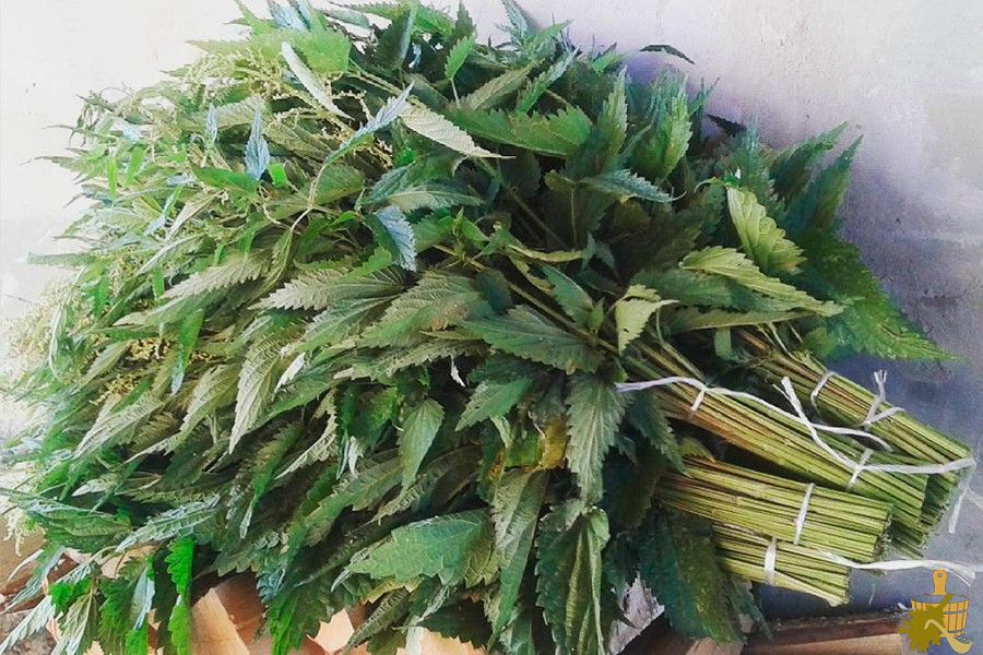 Крапивный веник для бани: не так страшно, как кажется