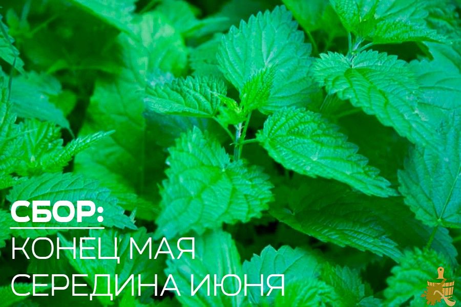 Крапивный веник для бани: не так страшно, как кажется