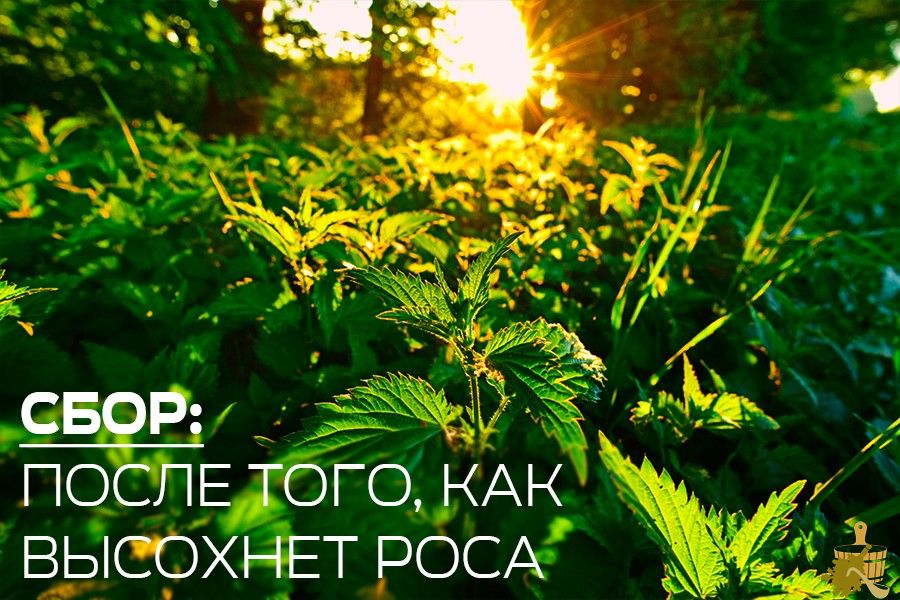 Крапивный веник для бани: не так страшно, как кажется