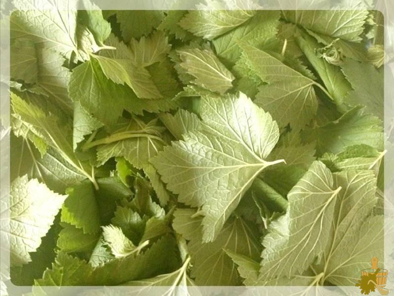 Смородиновый веник (смородиновый, веник) Листья смородины