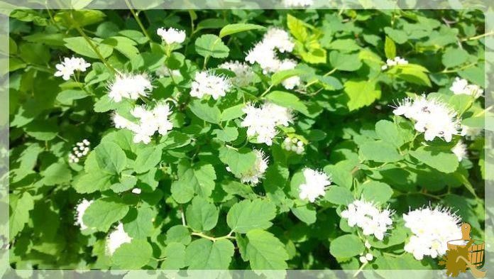 Калиновый веник для бани (калиновый, веник, баня) Калиновый веник для бани