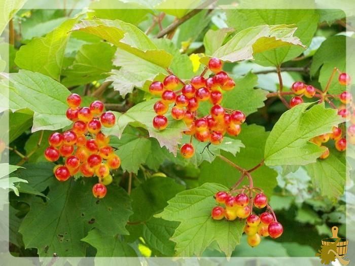 Калиновый веник для бани (калиновый, веник, баня) Ягоды калины