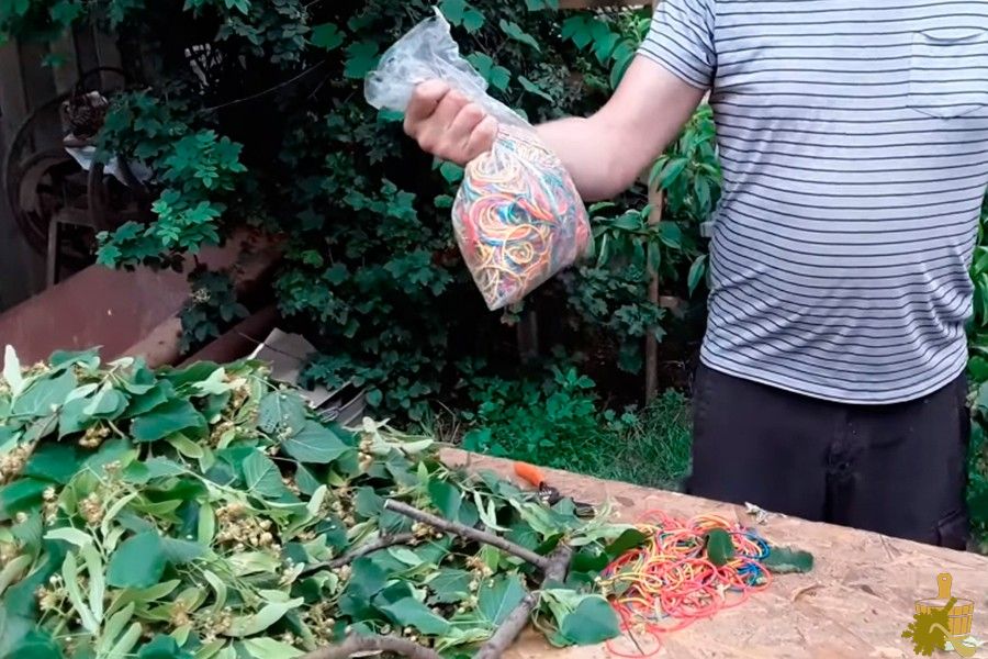 Липовый веник для бани: все от заготовки до правильного использования (липовый, веник, бани, заготовки, использования) Липовый веник для бани: все от заготовки до правильного использования