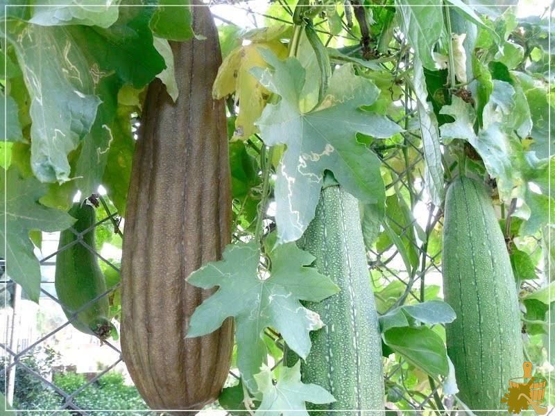 плоды люффы