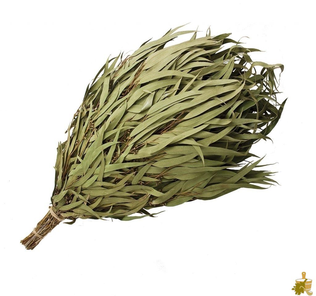 Эвкалиптовый веник: глоток экзотики