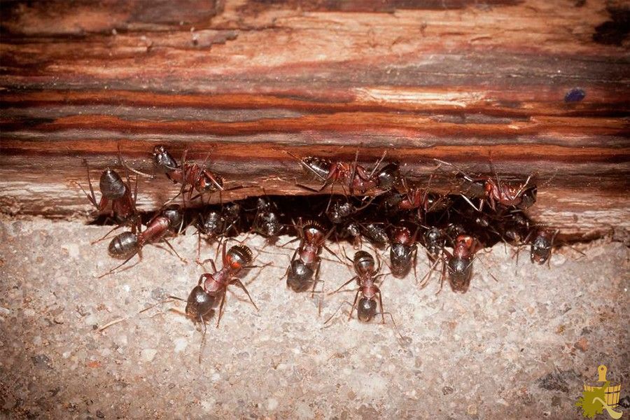 Муравьи в бане: способы борьбы и меры профилактики