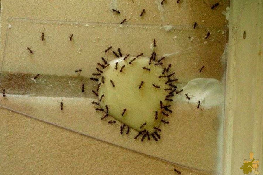 Муравьи в бане: способы борьбы и меры профилактики